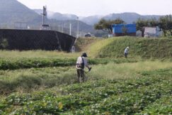 いいなっつ農園　草刈り