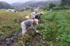 いいなっつ農園収穫祭準備