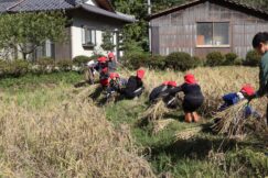 稲津小学校稲刈り