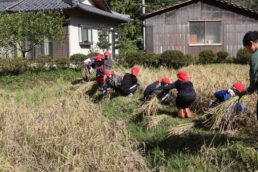 稲津小学校稲刈り