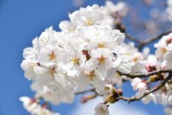 桜満開　寿大学　笑顔満開　やる気いっぱい！